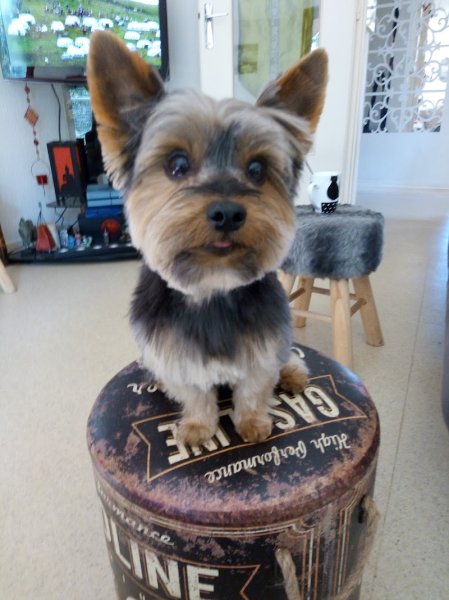 A'Venir Dog - photo 3