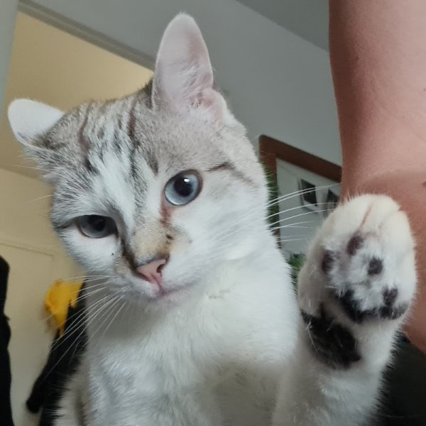 Elo cats and dogs ( pet sitter) - photo 2