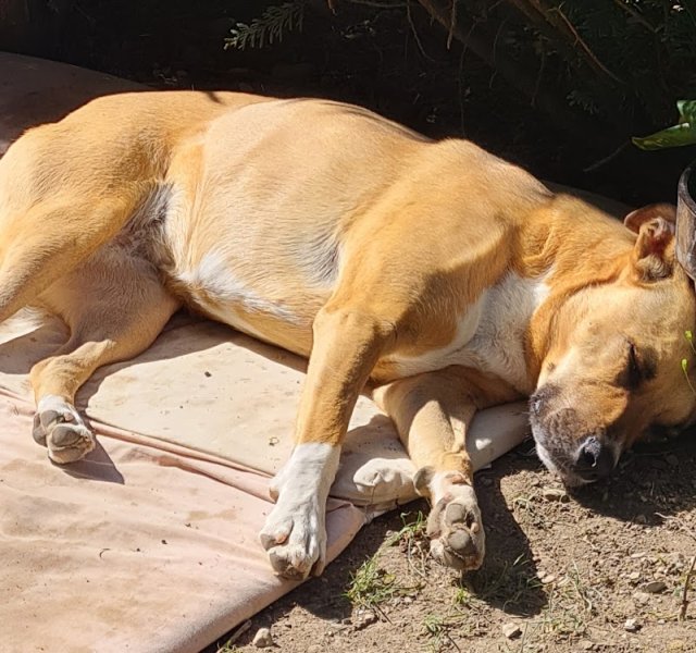 Elo cats and dogs ( pet sitter) - photo 3