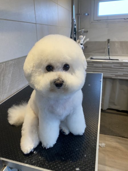 Essentiel Dog - photo 2