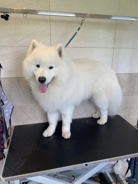 Essentiel Dog - photo 3