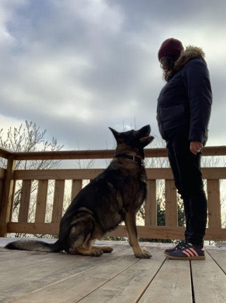 Les chiens parlent - éducation et comportement canin - photo 2