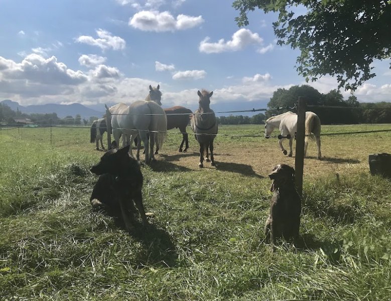 Les chiens parlent - éducation et comportement canin - photo 3