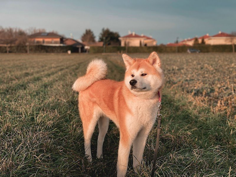 Positiv'Educ - Marion Edelin - Éducation et comportement canin - photo 1