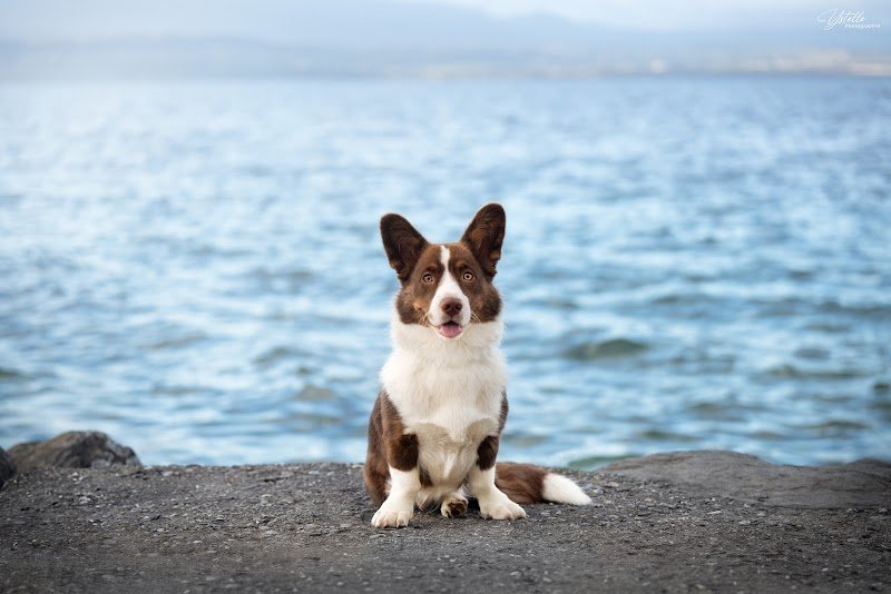 Positiv'Educ - Marion Edelin - Éducation et comportement canin - photo 3