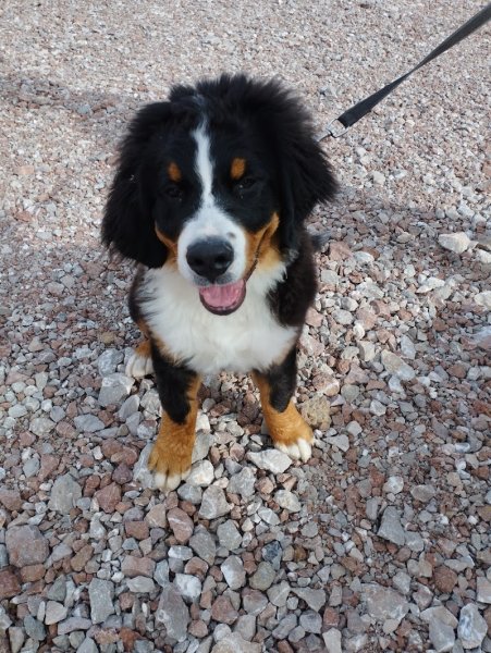 Educateur canin garderie Pat' à chiens - photo 2