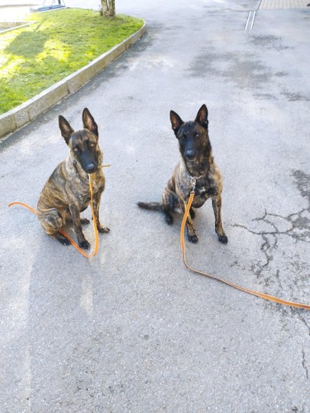 Educateur canin garderie Pat' à chiens - photo 3