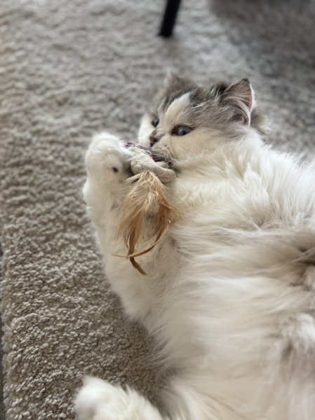 Dogsitting Léman - photo 2