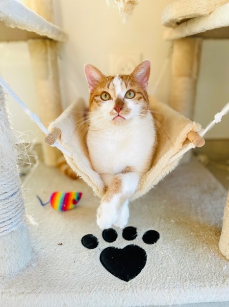 Dogsitting Léman - photo 3