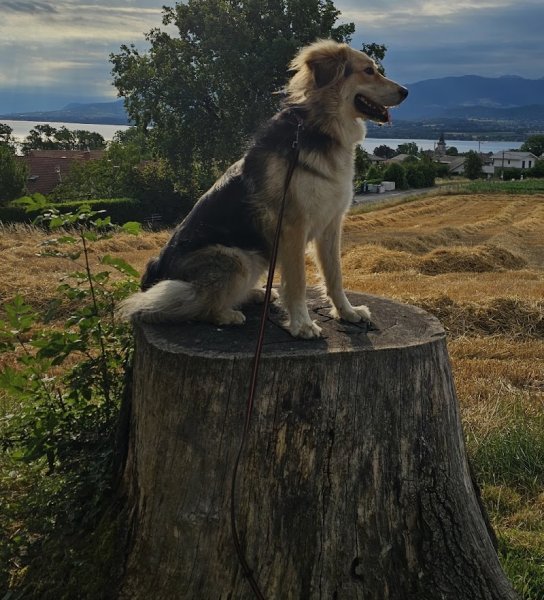 Pension Canine "Le Toutous Ranch" - photo 1