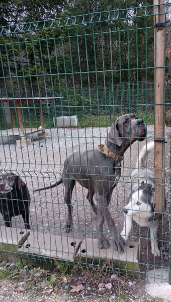 Pension Canine "Le Toutous Ranch" - photo 2
