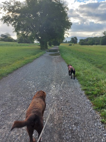 Les amis d'Agathe, pension canine Yvoire - photo 2