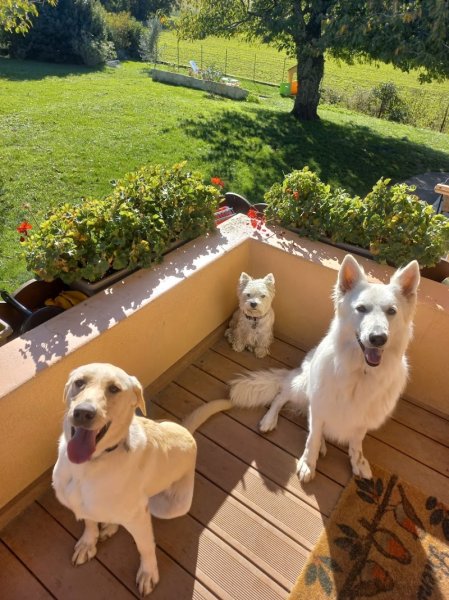 Les amis d'Agathe, pension canine Yvoire - photo 3