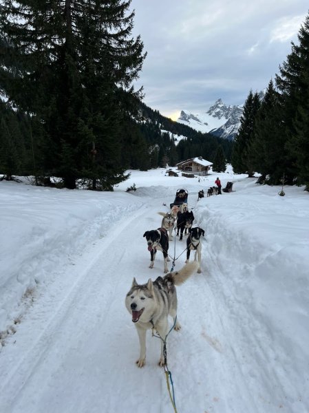 Antarctic Road | Sled Dog & Travel Dog | Traineau à chiens & Cani-balade - photo 2