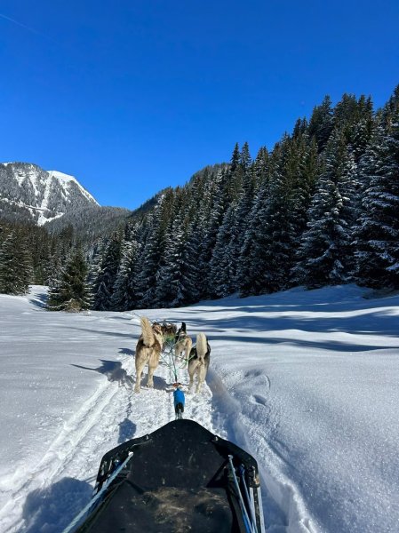 Antarctic Road | Sled Dog & Travel Dog | Traineau à chiens & Cani-balade - photo 3