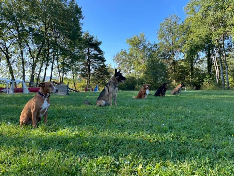 CACT | Club Annécien du Chien de Travail - photo 1