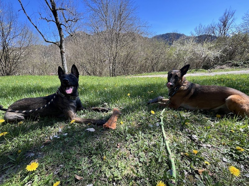 Serenity Animals 74 – Pet Sitting, Balades Canines & Pension Féline