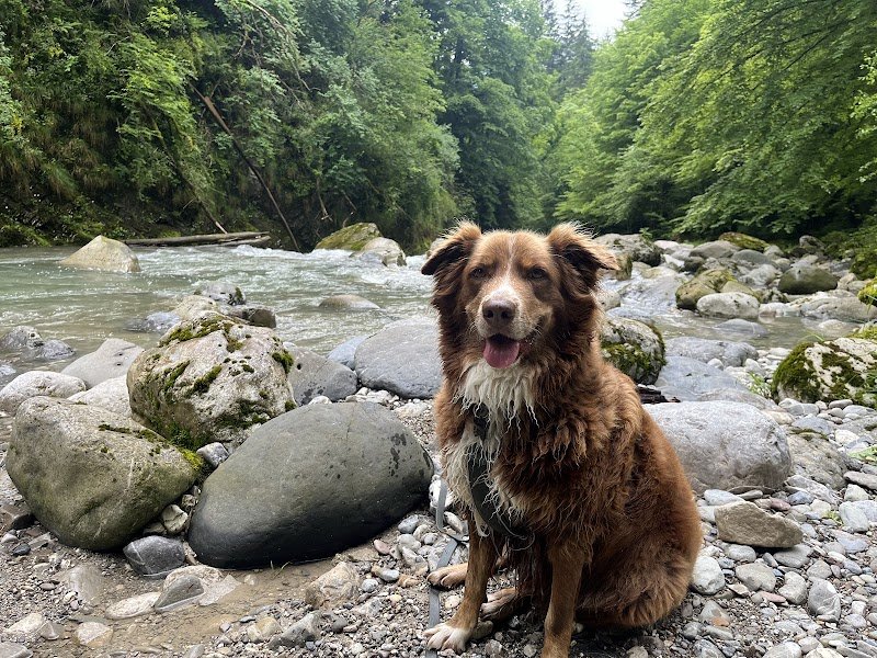 Serenity Animals 74 – Pet Sitting, Balades Canines & Pension Féline - photo 2