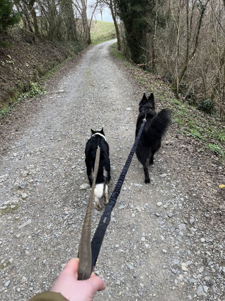 Serenity Animals 74 – Pet Sitting, Balades Canines & Pension Féline - photo 3