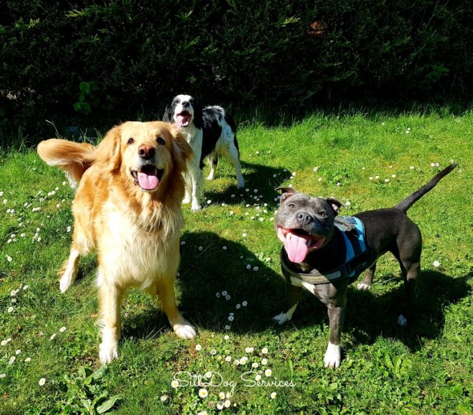 Sittdog Services - photo 2