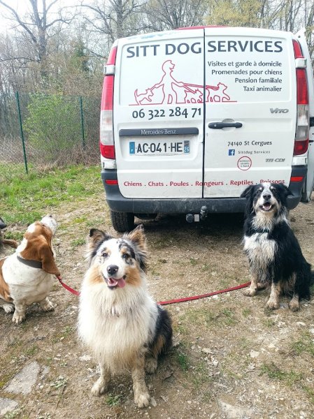 Sittdog Services - photo 3