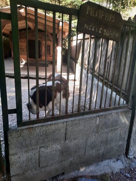 PENSION CANINE TOUTES RACES - Elevage de Saint-Bernard et Bull Terrier du Pays du Mont-Blanc -