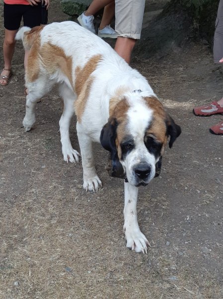 PENSION CANINE TOUTES RACES - Elevage de Saint-Bernard et Bull Terrier du Pays du Mont-Blanc - - photo 2