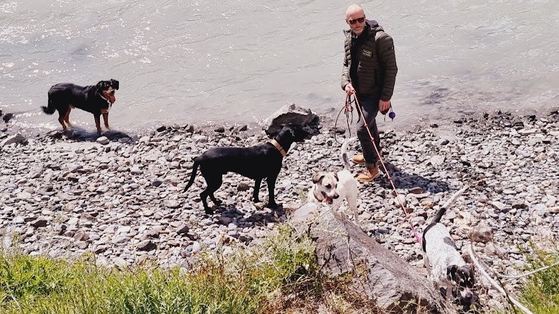 altitude dog - photo 2