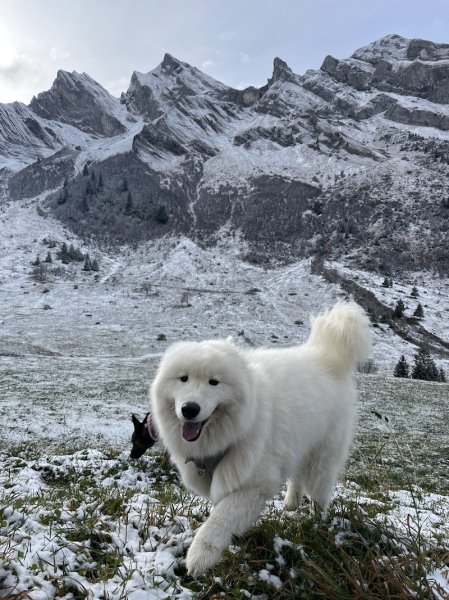 DOGGY DES ARAVIS (Promenade pour Chien & Garde d'Animaux) - photo 2