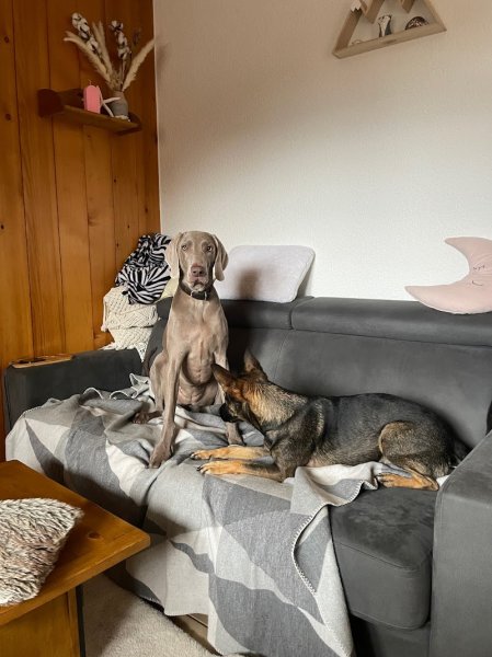 DOGGY DES ARAVIS (Promenade pour Chien & Garde d'Animaux) - photo 3