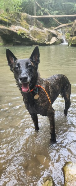Pat’ à Chiens – Pension canine professionnelle en Haute-Savoie