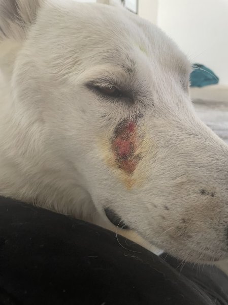 Pat’ à Chiens – Pension canine professionnelle en Haute-Savoie - photo 3