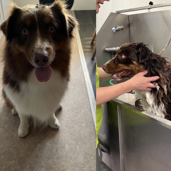 Le Salon d'Emilie, toilettage Canin et félin - photo 1