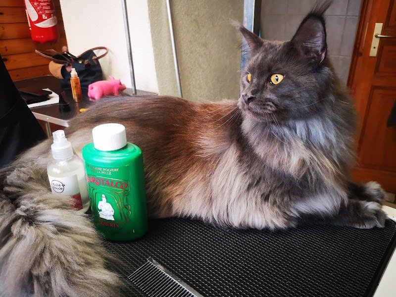 Le Salon d'Emilie, toilettage Canin et félin - photo 2