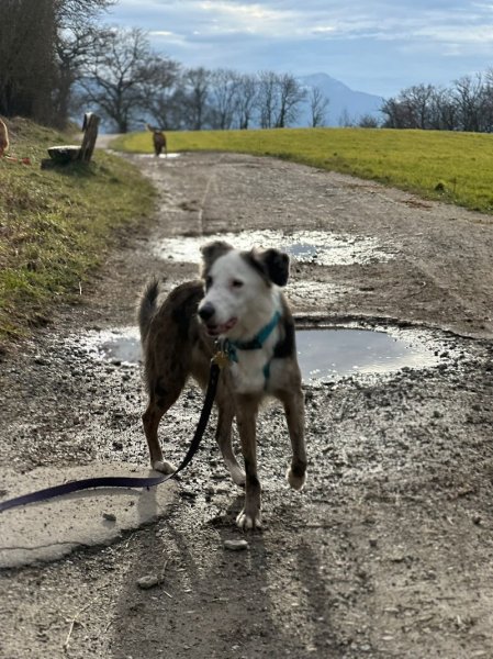 Dogs in the Woods - Promenades de chiens - photo 1