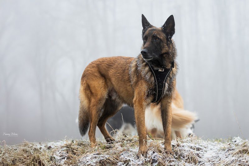 Dogs in the Woods - Promenades de chiens - photo 2