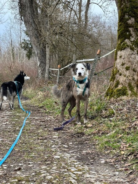Dogs in the Woods - Promenades de chiens - photo 3