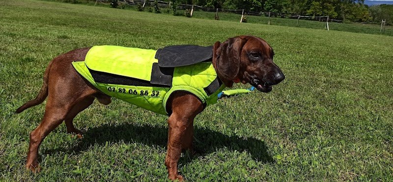 Conducteur de chien de sang, Haute-Savoie 74 - photo 3