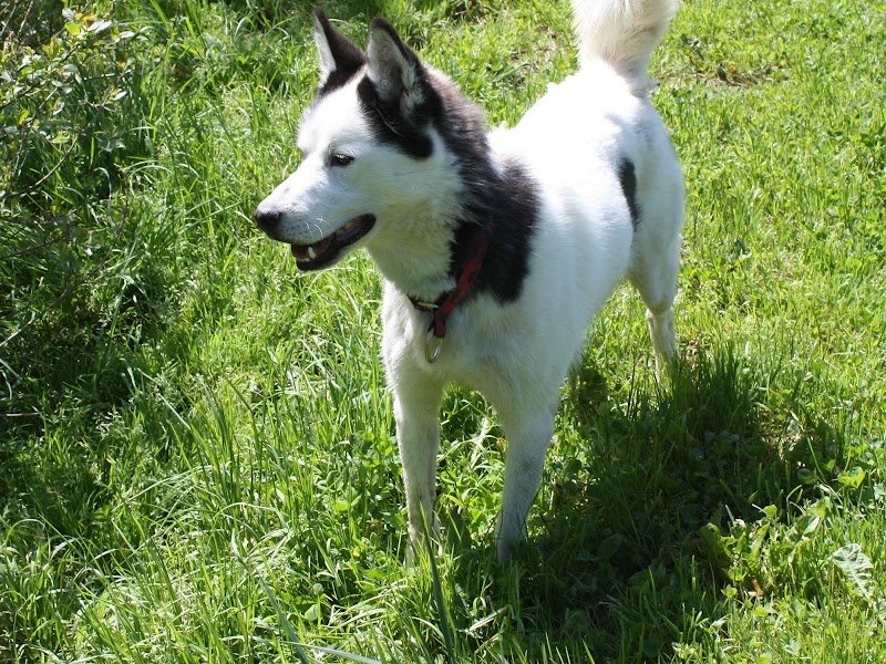 Pension canine CHEZ NOUS - photo 1