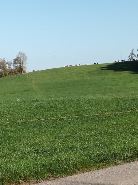 Pension canine CHEZ NOUS - photo 2