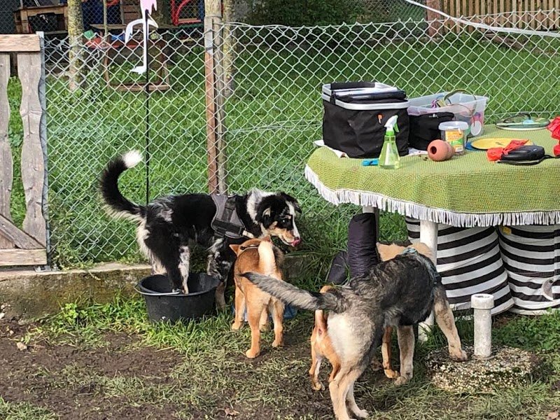 Edukwouaff, cours d'éducation pour chiots et chiens adultes.Cours obligatoire