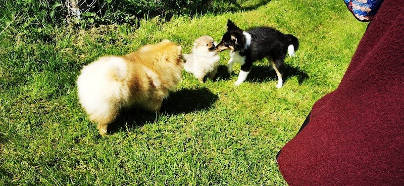 Edukwouaff, cours d'éducation pour chiots et chiens adultes.Cours obligatoire - photo 2