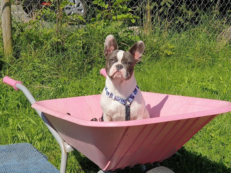 Edukwouaff, cours d'éducation pour chiots et chiens adultes.Cours obligatoire - photo 3