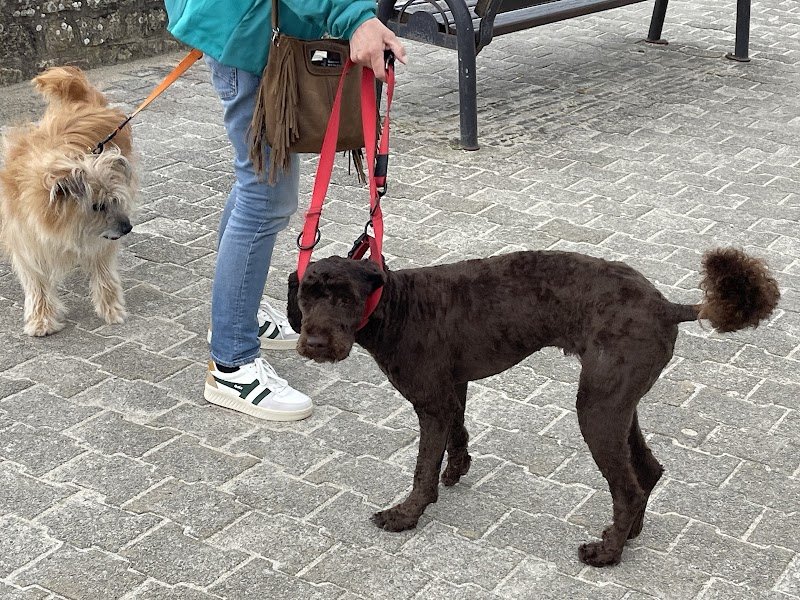 Cours pour chiens | Ilsegret Messerknecht