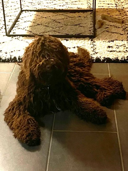 Cours pour chiens | Ilsegret Messerknecht - photo 2