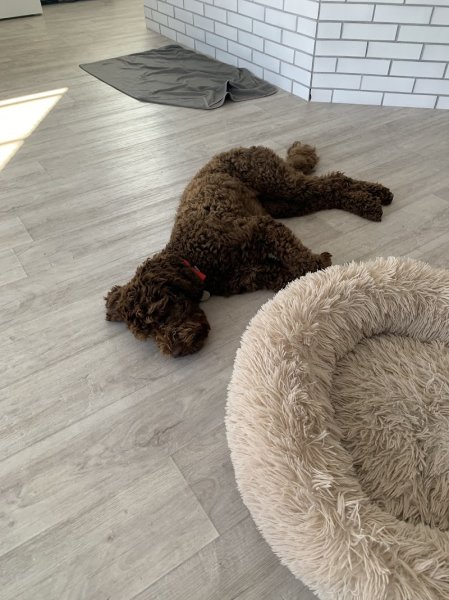 Cours pour chiens | Ilsegret Messerknecht - photo 3