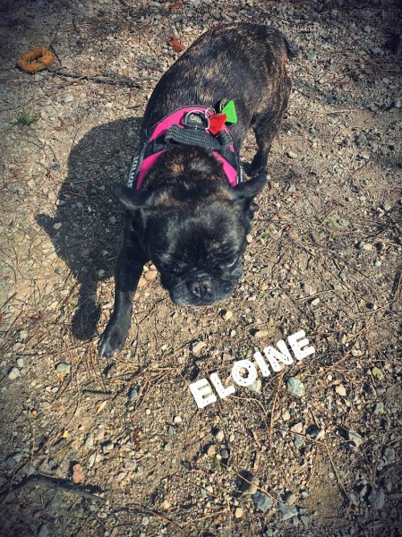 Garde de chiens 74 - Chez Laëti - photo 1