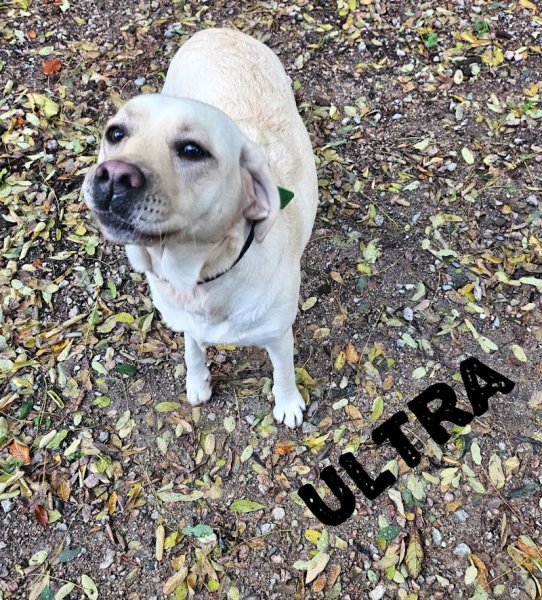 Garde de chiens 74 - Chez Laëti - photo 3