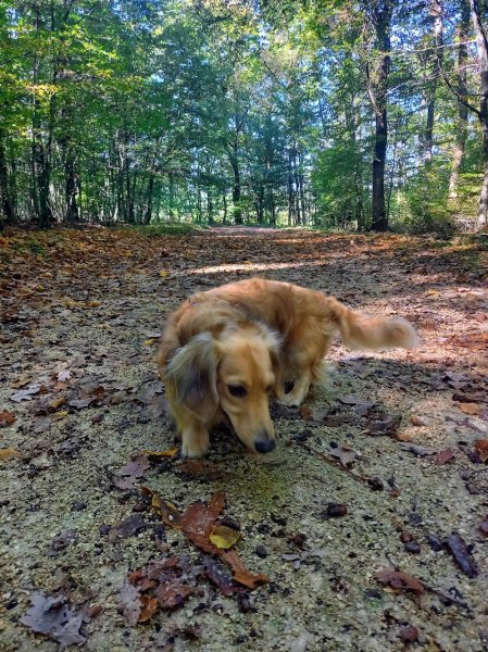 Société Canine Genève - photo 1