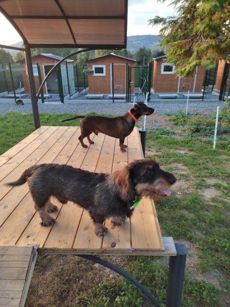 Pension Canine Bel Horizon - photo 2